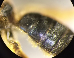 Halictus