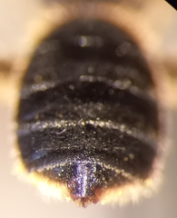 Halictus