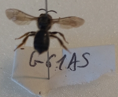 Halictus