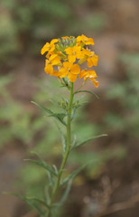 Erysimum perofskianum