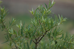 Hippophae sinensis