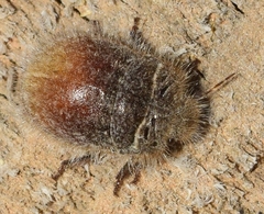 Irochrotus maculiventris