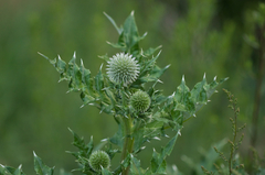 Echinops davuricus