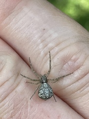 Gibbaranea bituberculata