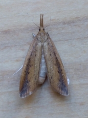 Schoenobius gigantella