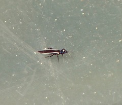 Aeolothrips occidentalis