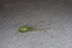 Tetragnatha squamata