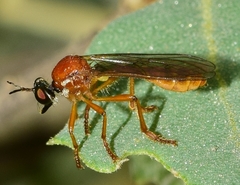 Dioctria rufa