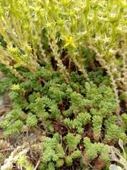 Sedum acre