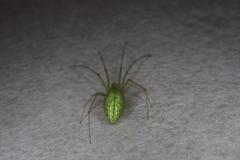 Tetragnatha squamata