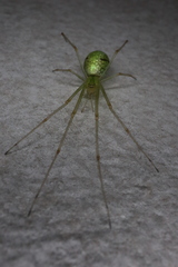 Tetragnatha squamata