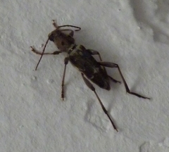 Xylotrechus stebbingi