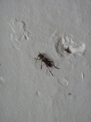 Xylotrechus stebbingi