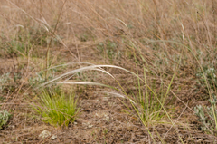 Stipa borysthenica