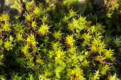 Syntrichia antarctica