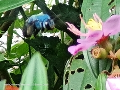 Xylocopa caerulea