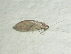 Micromus sjostedti