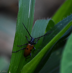 Semanotus australis