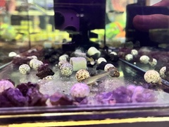 Pseudomugil gertrudae