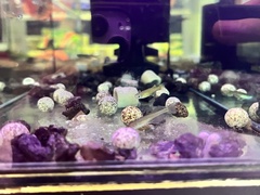 Pseudomugil gertrudae