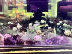 Pseudomugil gertrudae