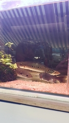 Channa pleurophthalma