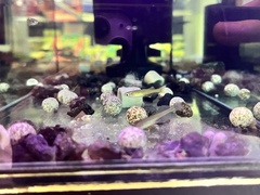 Pseudomugil gertrudae