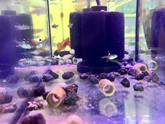 Pristella maxillaris