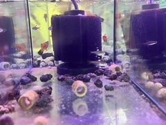 Pristella maxillaris