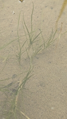 Zannichellia palustris