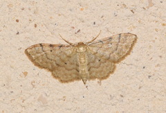 Idaea fuscovenosa