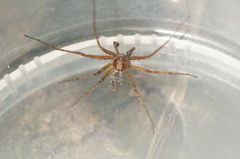 Philodromus cespitum