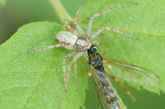 Philodromus cespitum
