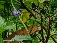 Eurema simulatrix