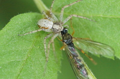 Philodromus cespitum