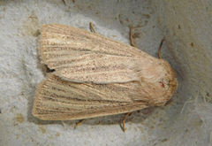 Mythimna pudorina