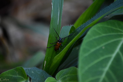 Semanotus australis