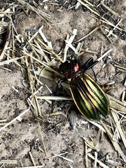 Carabus lineatus