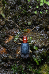 Trichobalya bowringii