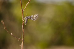 Narraga fasciolaria