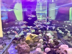 Trigonostigma heteromorpha