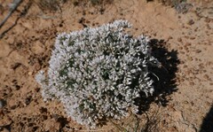 Polycarpaea spirostylis