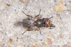 Tetanops sintenisi
