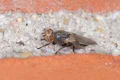 Tetanops sintenisi