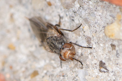 Tetanops sintenisi