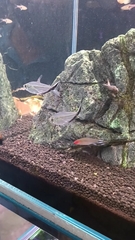 Costa's Tetra photo 2