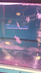 Selenotoca multifasciata