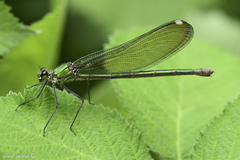 Calopteryx syriaca