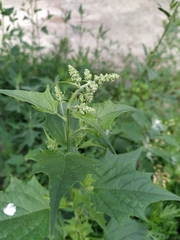 Chenopodiastrum simplex