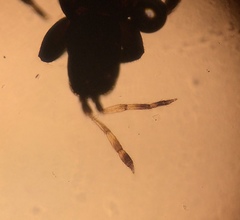 Aeolothrips occidentalis